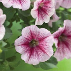 Opera Suprime Rassberry Ice